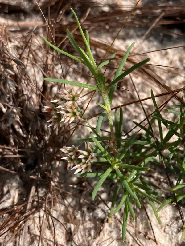 Polycarpaea corymbosa
