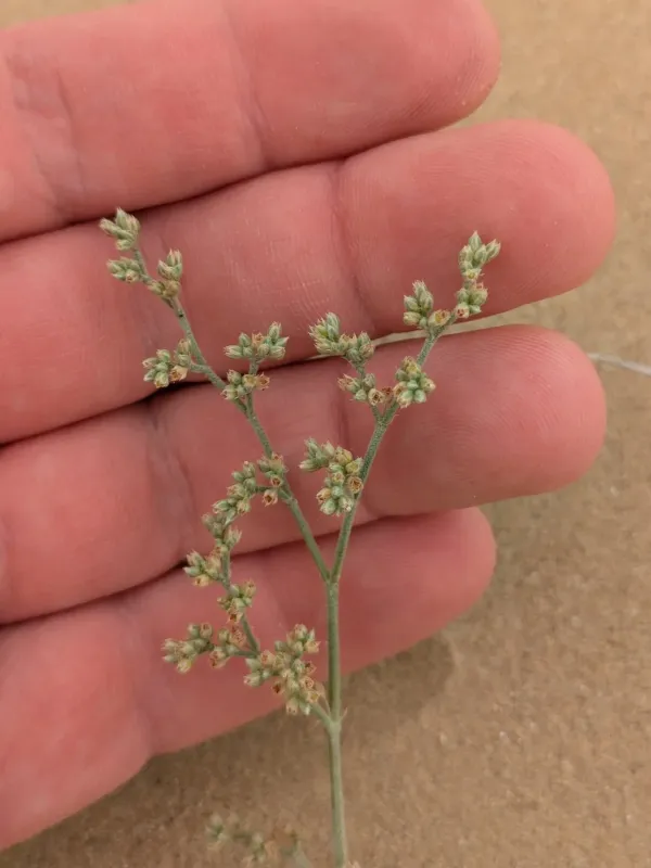 Polycarpaea repens