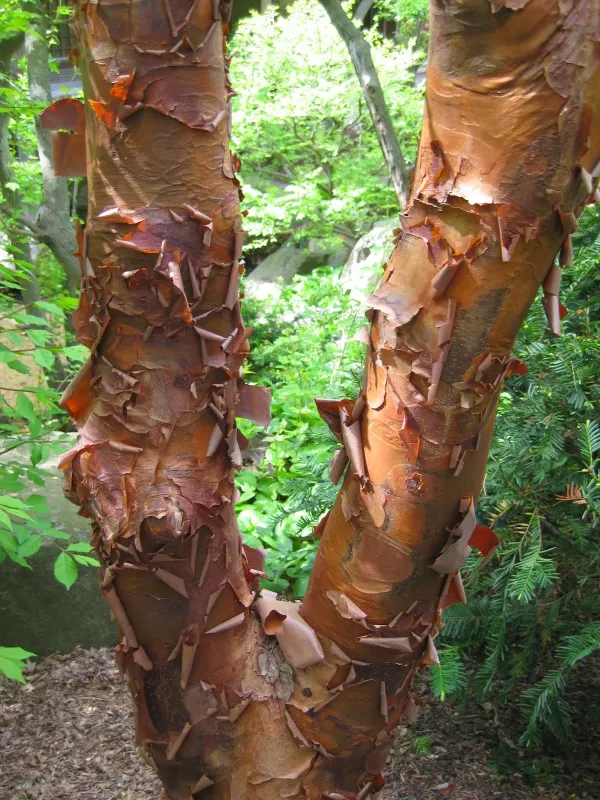 Lavalle cork tree