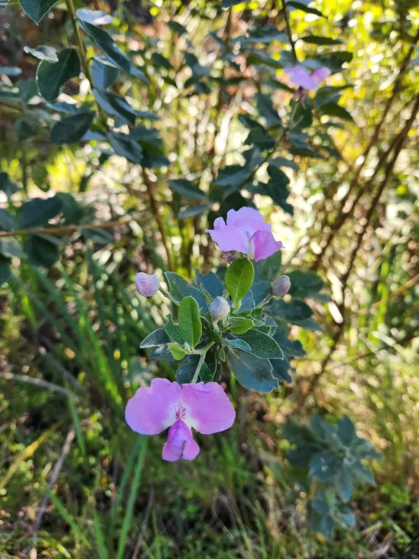 Podalyria calyptrata