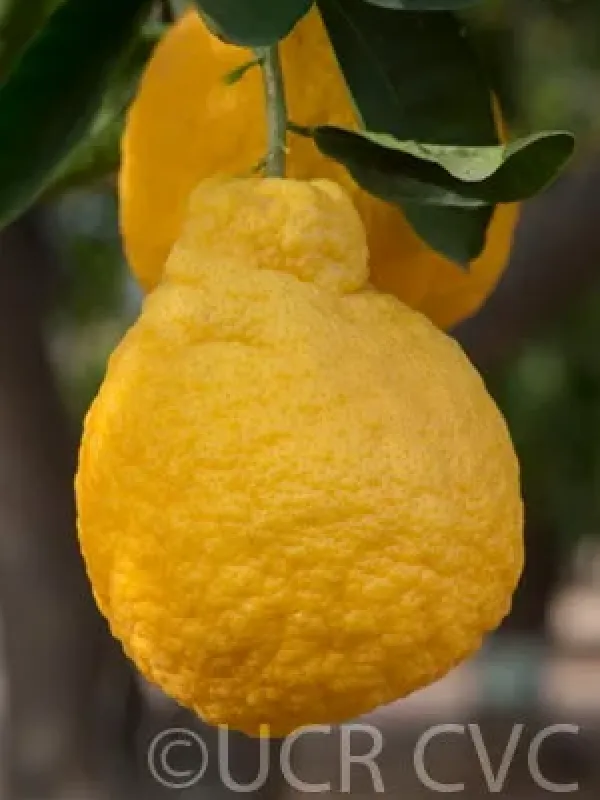 Jimikan