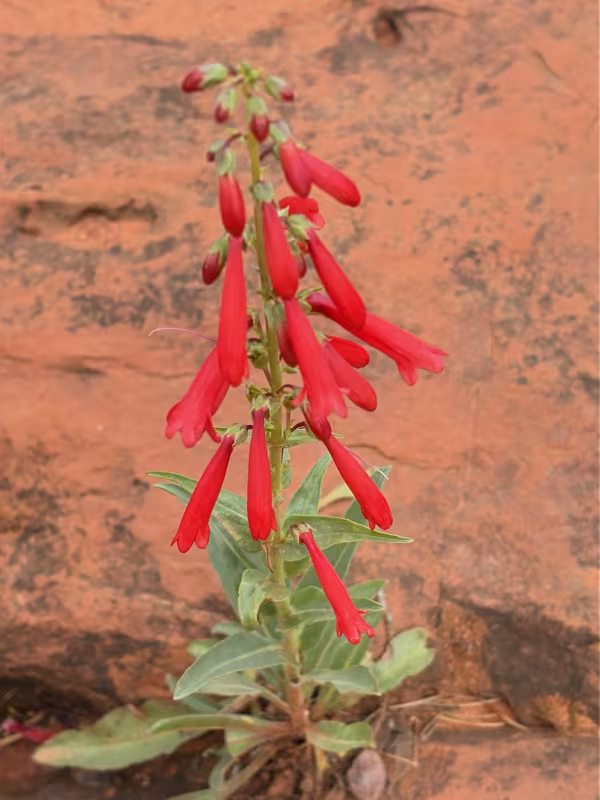 Eaton's penstemon