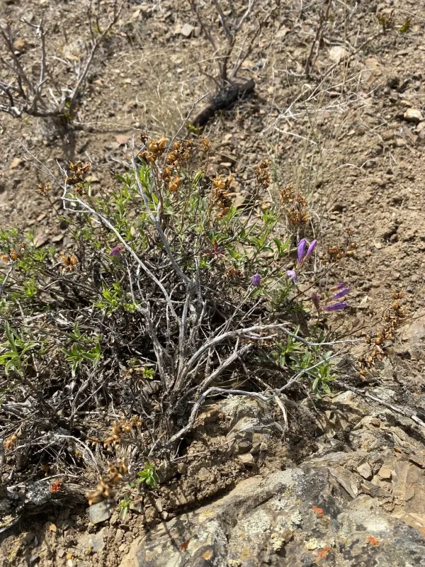 Shrubby Penstemon