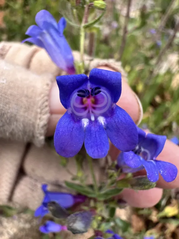 Penstemon laetus