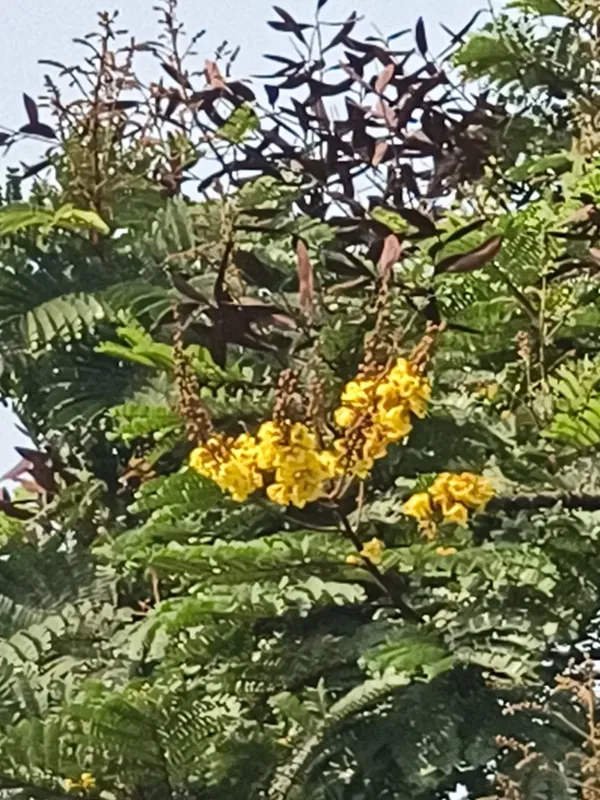 Peltophorum pterocarpum
