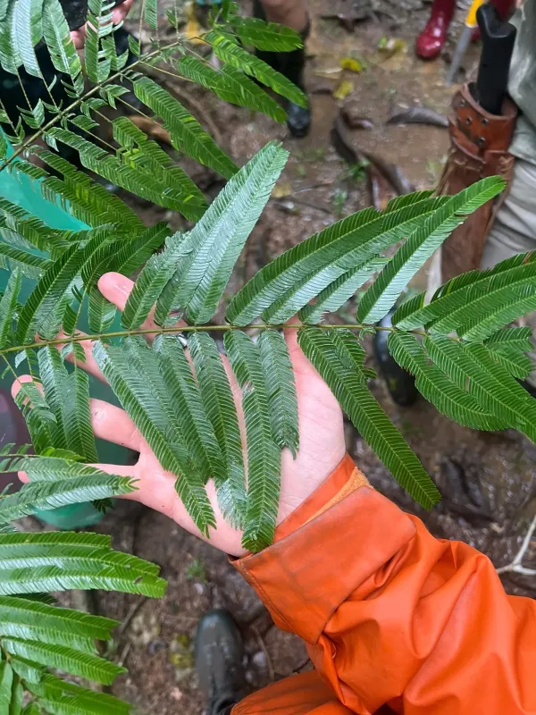 Pentaclethra macroloba