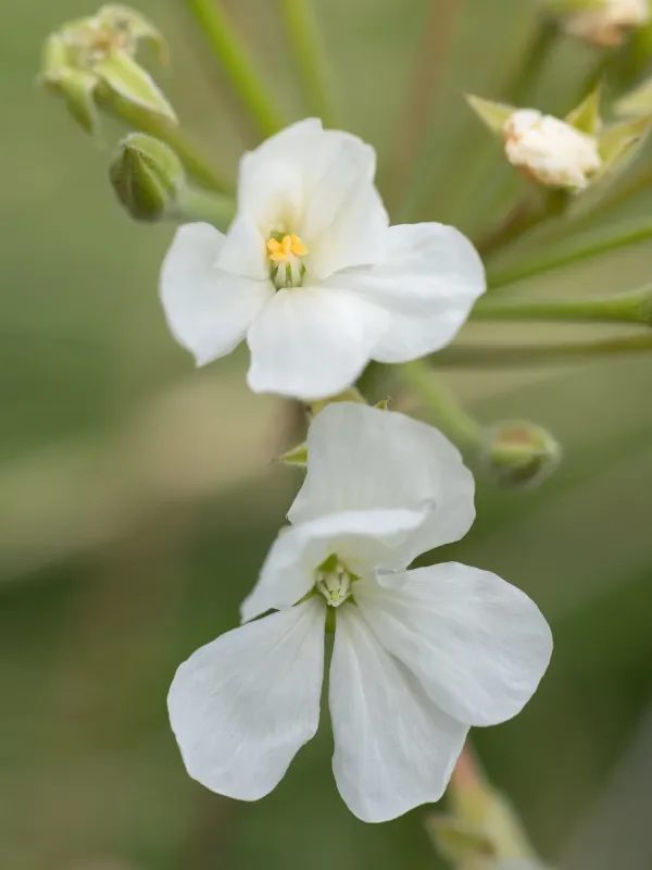 Pelargonium luridum
