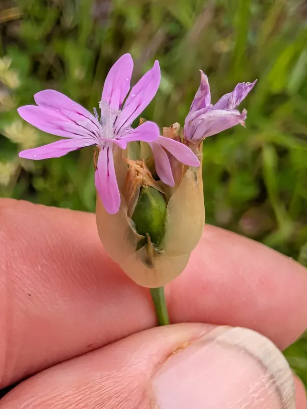 Petrorhagia velutina