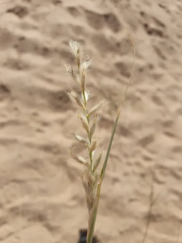 Cenchrus divisus