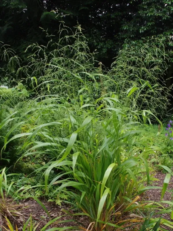 Phaenosperma globosum