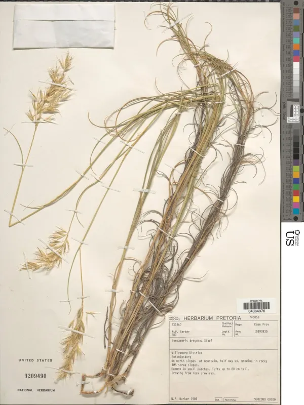 Пентамерис Дреге