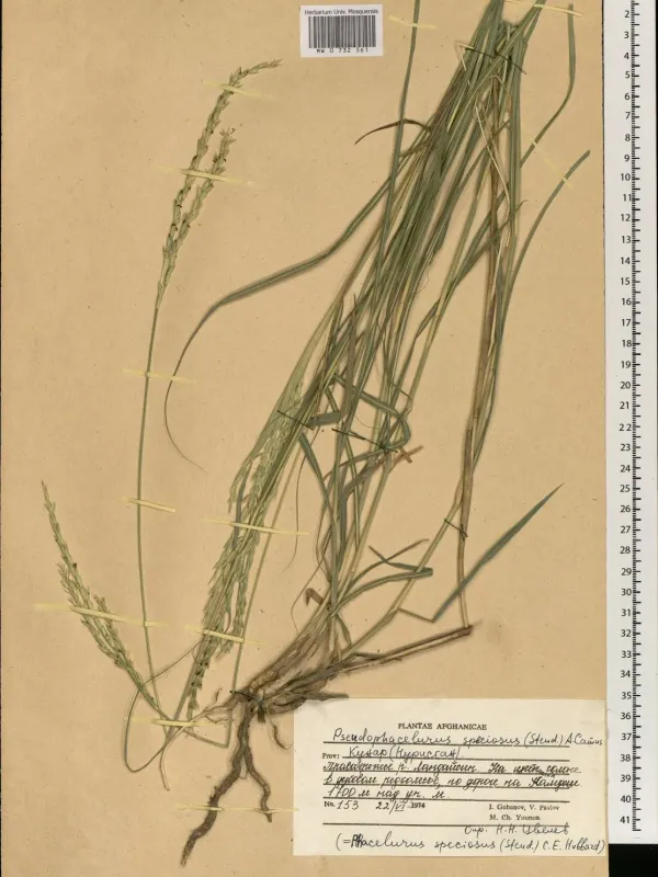 Phacelurus speciosus