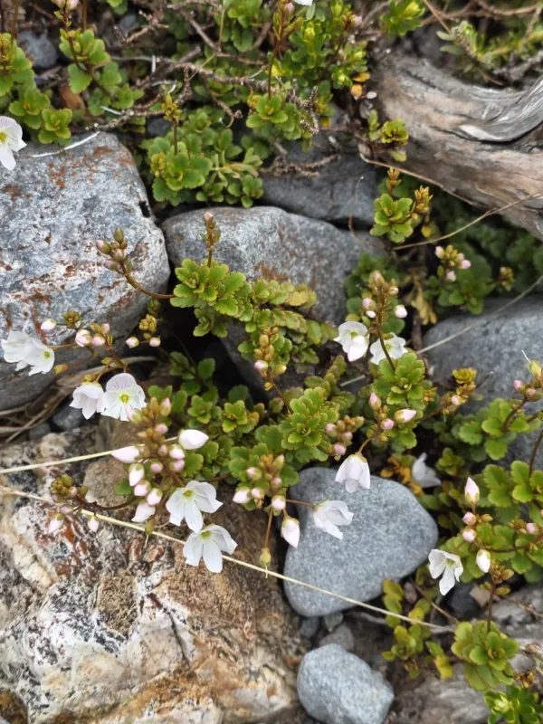 Veronica lyallii