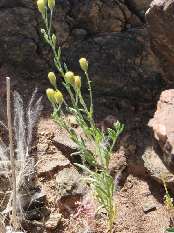 Pegolettia senegalensis