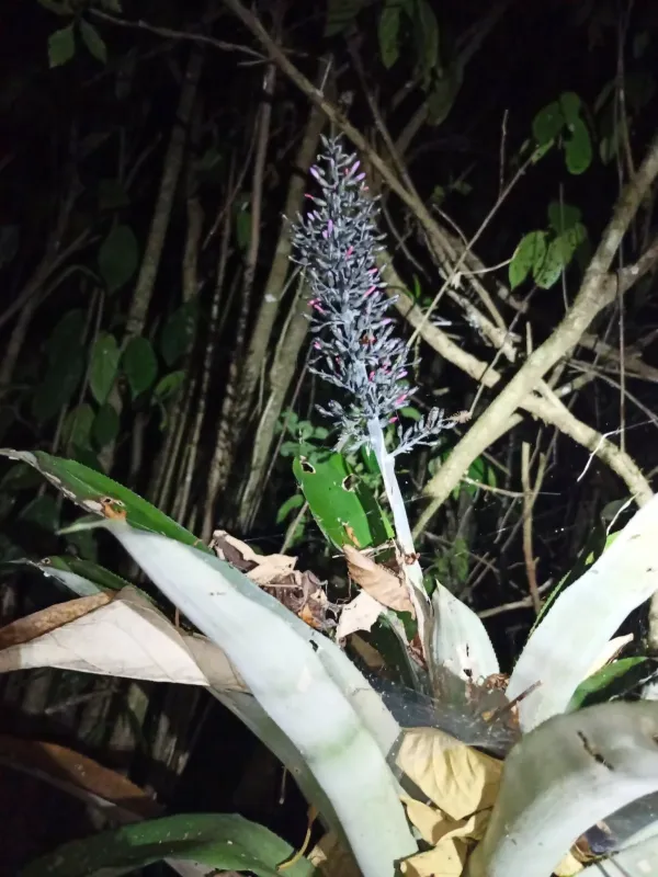Aechmea lueddemanniana