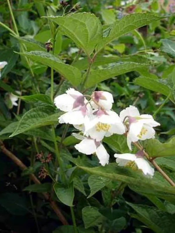 Purple mock orange