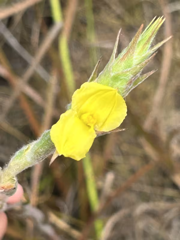 Philydrum lanuginosum