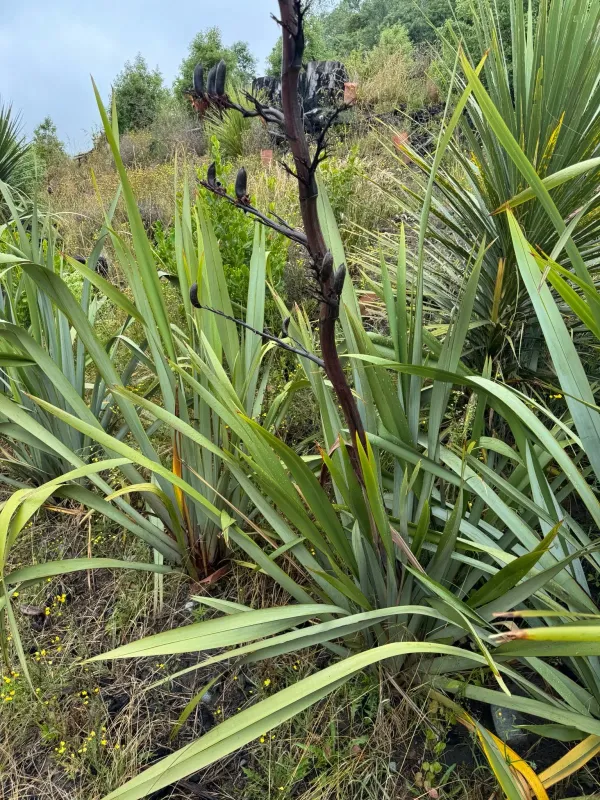 New Zealand flax