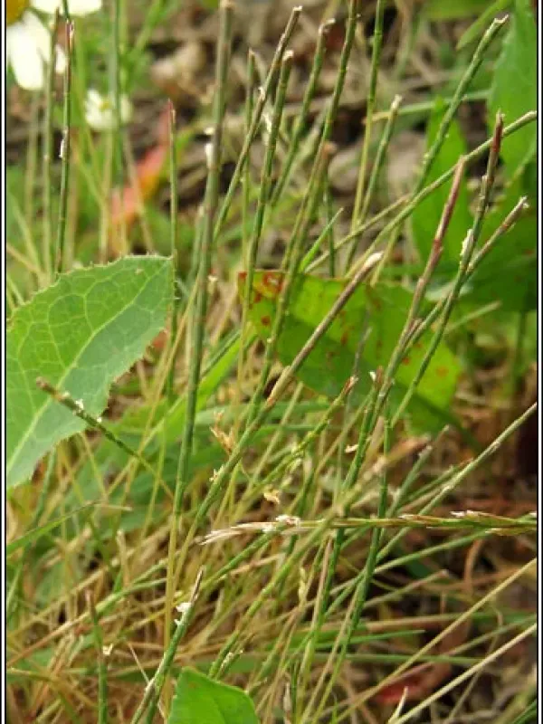 Rigid sea grass