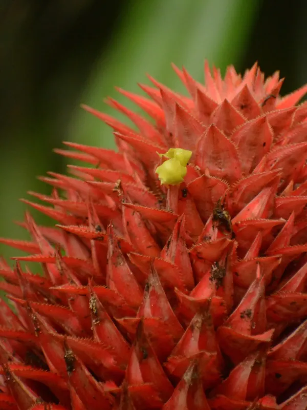 Aechmea magdalenae