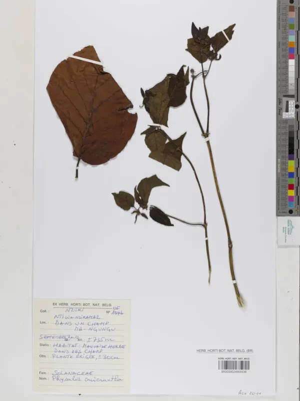 Physalis micrantha