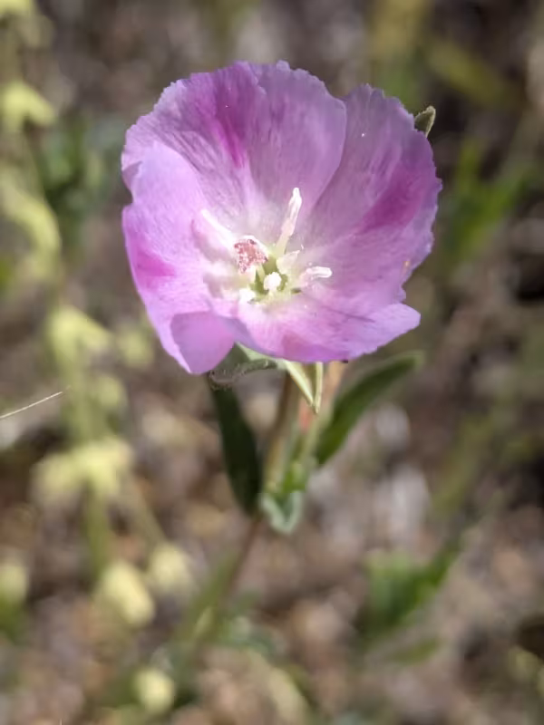 Farewell-to-spring
