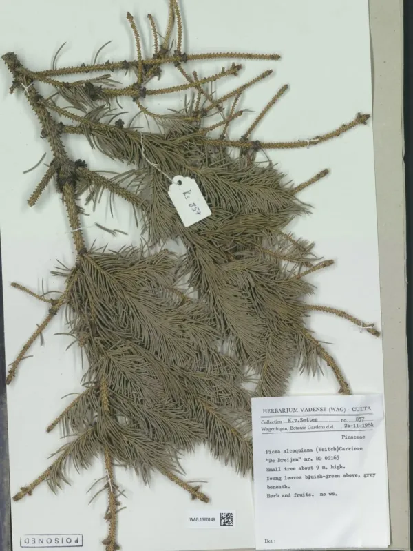 Alcock's spruce