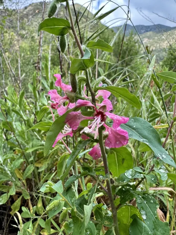 Clarkia unguiculata