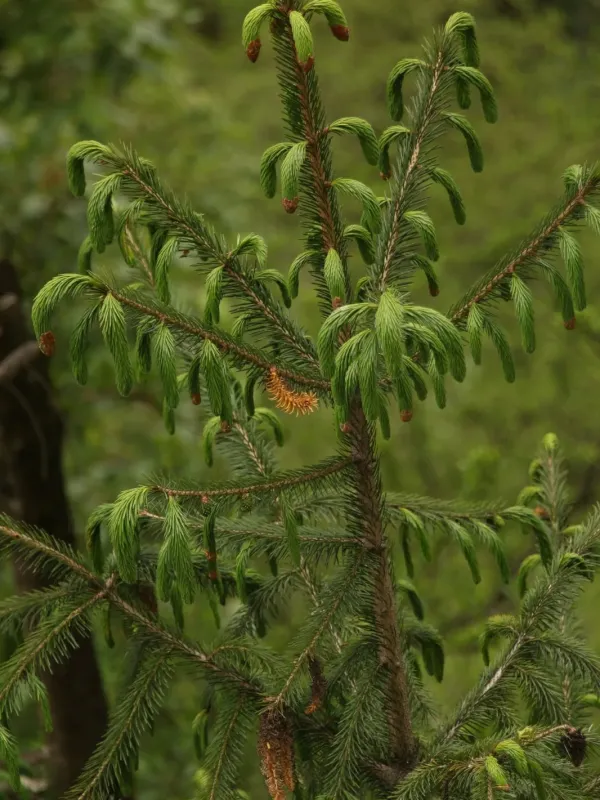 Sikkim spruce