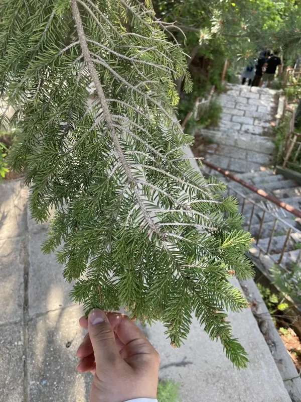 Wilson's spruce