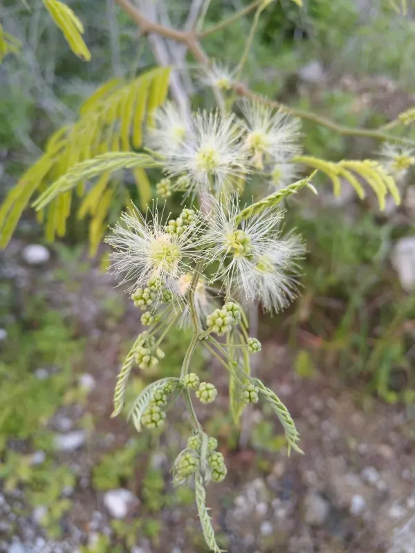 Pithecellobium albicans