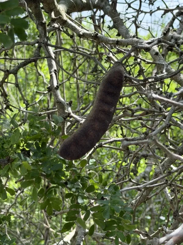 Ebenopsis ebano