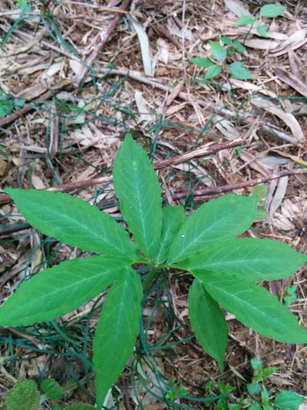 Pinellia pedatisecta