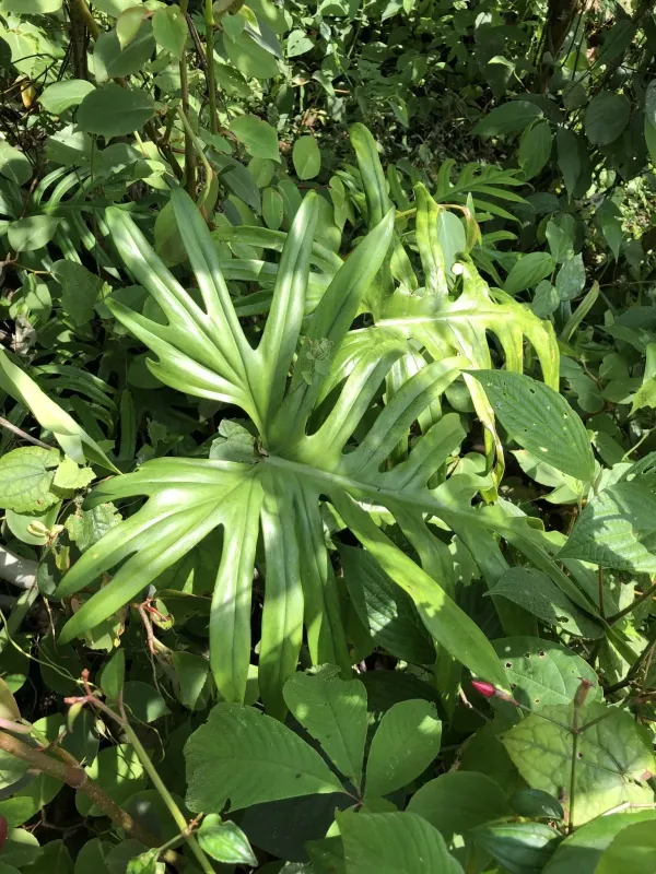 Philodendron elegans