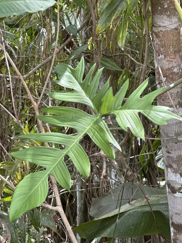 Philodendron laciniatum