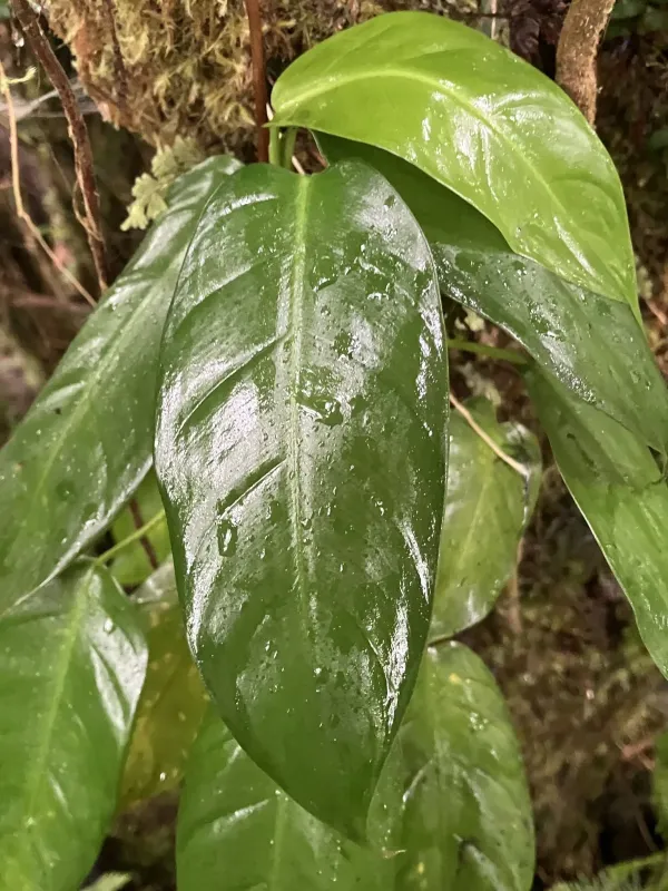 Philodendron lingulatum