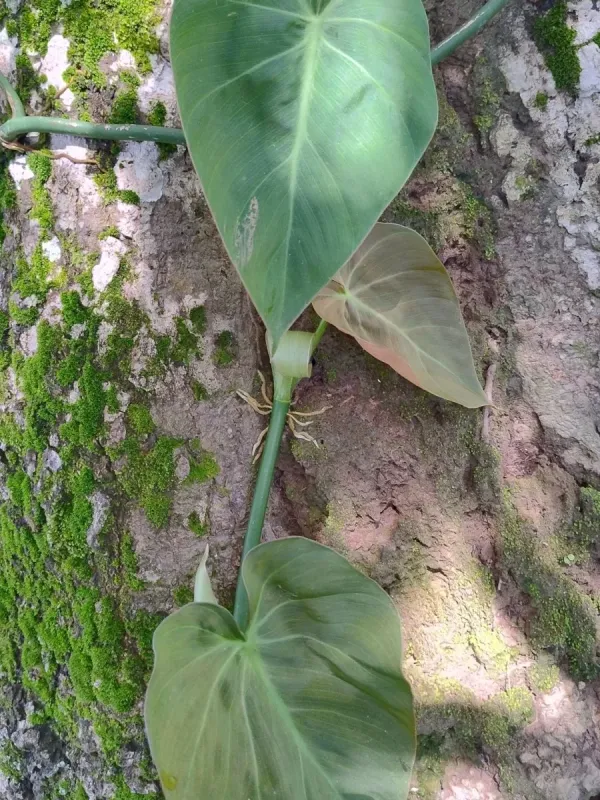 Philodendron scandens