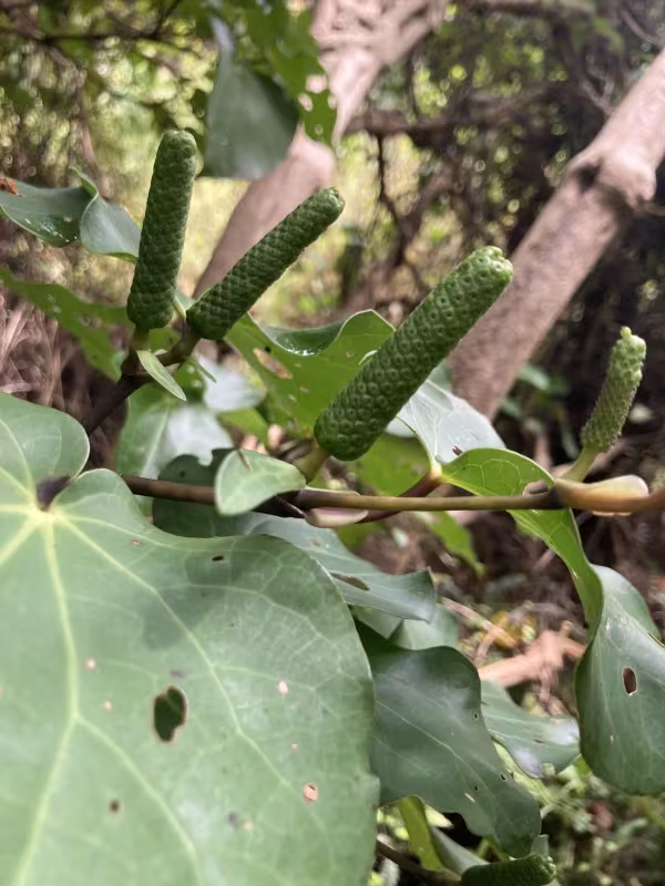 Kawakawa