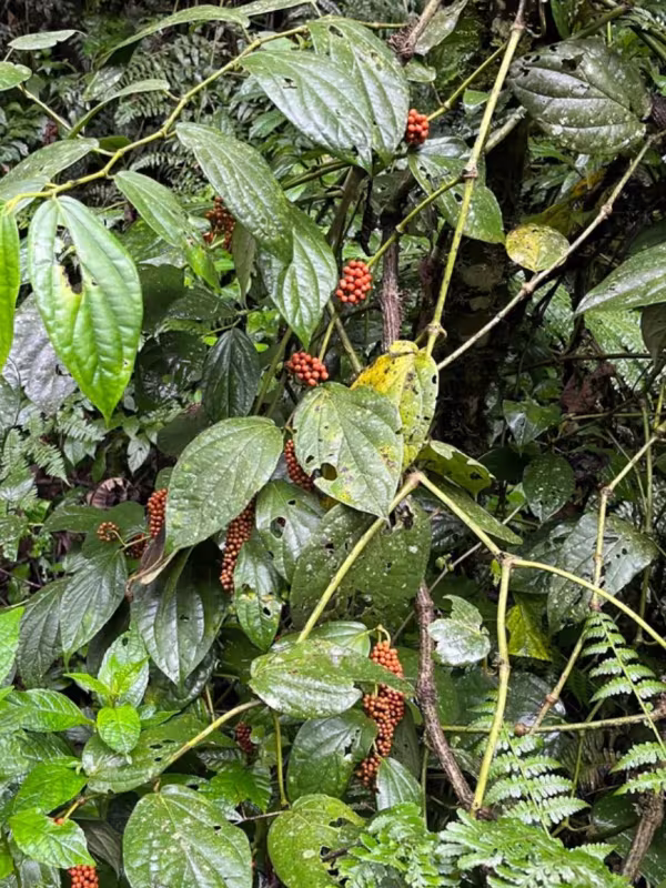 Guinea pepper