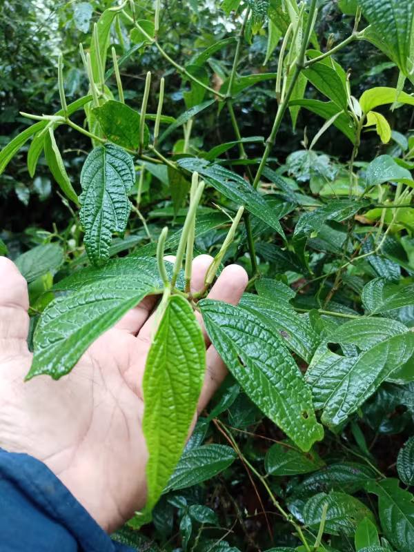 Piper hispidum