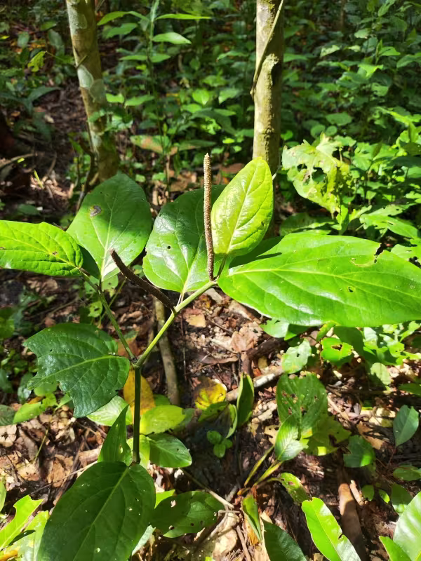 Piper tuberculatum