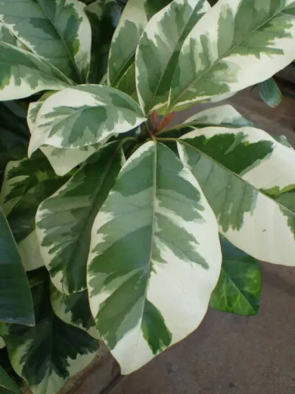 Pisonia nigricans