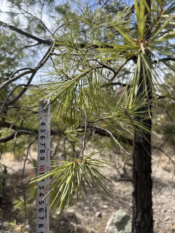 Smooth-leaf pine