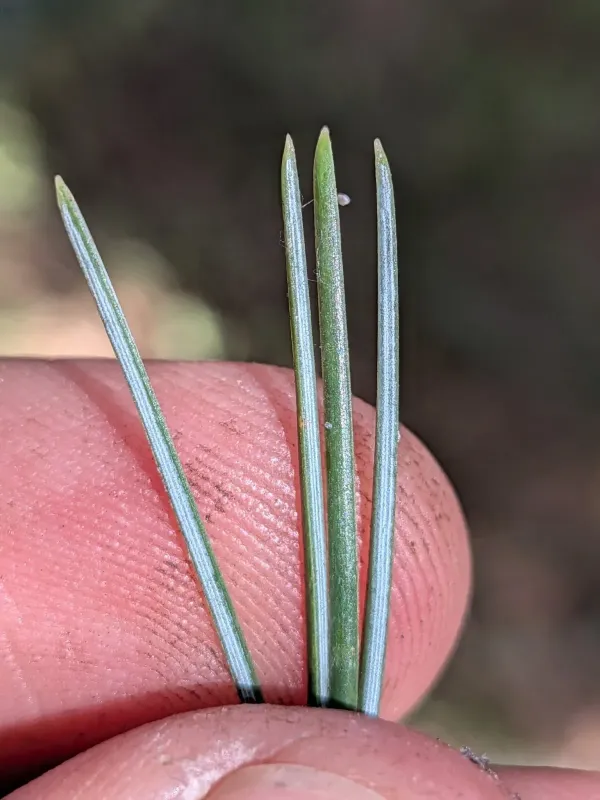 Four-needle pinyon