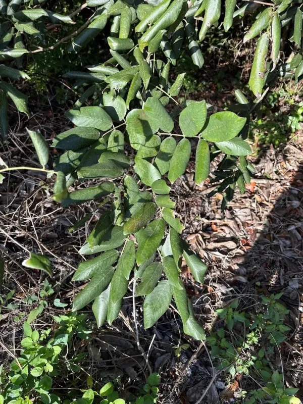 Fish poison tree