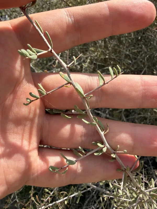 Phaeoptilum spinosum