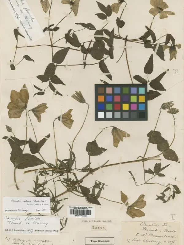 Clematis cadmia