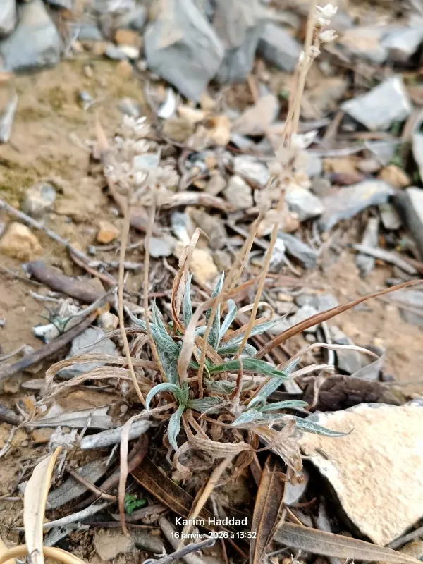 Plantago albicans