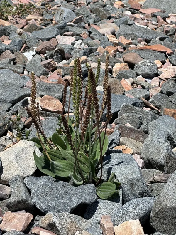 Kamchatka plantain