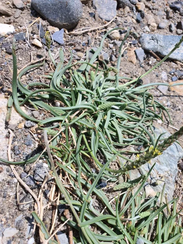 Sea plantain